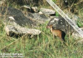 Image result for Cylindropsis parvifolia