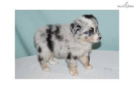 Beautiful australian shepherd puppies for sale. Violet Australian Shepherd Puppy For Sale Near Houston Texas 99cce110 4c51