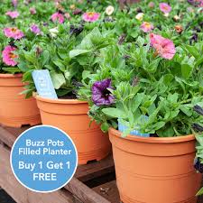 Find small or large outdoor plant pots which are perfect for marigold seeds, begonia seeds and everything in between. Quids In Home Garden Buzz Pots Filled Planter Buy 1 Get 1 Free At Just 7 99 These Filled Planters Are A Bargain Full Of Petunias That Will Keep Flowering As
