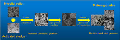 Check spelling or type a new query. Enhanced Aerobic Sludge Granulation In A Sequencing Batch Reactor Sbr By Applying Mycelial Pellets Sciencedirect