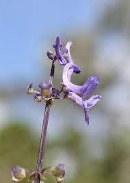 Image result for Platostoma