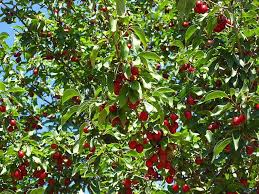 Çiğdem bitki ne zaman sonbaharda çiçek için yaz sonunda onları dikebilirsiniz. Kiraz Agaci Sulamasi Cicekal Net