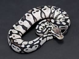 Axanthic Black And White Ball Python Pastel Sk Axanthic Ball Python Ball Python Pet Ball Python Ball Python Morphs