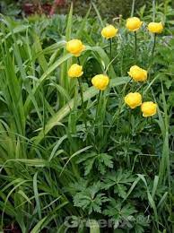 Butter (butter) +‎ blume (flower). Trollius Europaeus Butterblume Trollblume Goldkopfchen Gunstig Kaufen