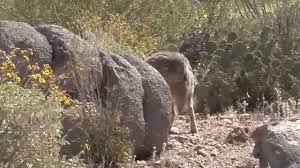 The animals that have adapted to the wild and hot climate in the desert are generally tough and masters at preserving. Arizona Sonora Desert Museum Coyote Cougar Prairie Dogs Desert Animals Tucson Arizona U S A Youtube