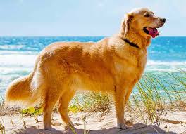 The golden retriever is one of the most popular breeds of dogs. Buy Golden Retriever Puppies Pure Breed Free Home Delivery