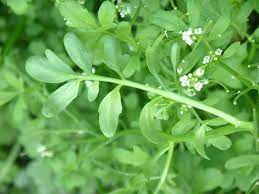 pin by stephen chen on 雙子葉十字花科碎米薺屬cardamine焊菜 herbs plants parsley