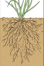 What Are The Main Functions Of The Roots In A Plant A Plus Topper Plantrootfunction In 2020 Plants Roots Function Of Roots