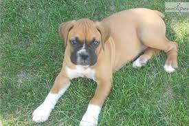 You Ll Love This Female Boxer Puppy Looking For A New Home Boxer Puppies For Sale Boxer Puppy Puppies