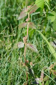 Image result for Stylochaeton puberulus