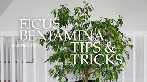 Image result for Ficus saussureana