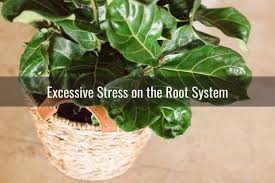 The ficus lyrata is what is known as a banyan fig tree (ficus subgenus urostigima). Fiddle Leaf Fig Leaves Drooping Down How To Fix It Ready To Diy