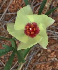 Image result for Cienfuegosia digitata