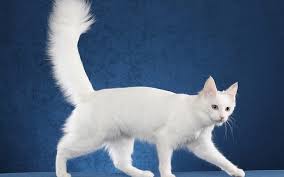 The turkish angora comes from the turkish capital of ankara, which was. Turkish Angora Cat 1080p 2k 4k 5k Hd Wallpapers Free Download Wallpaper Flare