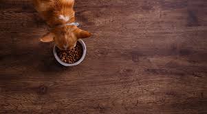 To sum up, if you want a formula that contains premium nutrients and essential proteins, then american journey puppy food is one of the options. American Journey Dog Food Review Recalls Prices More