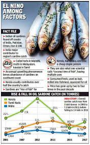 Fish Sardine Boom And Bust Fuels Steps For Conservation Mumbai News Times Of India