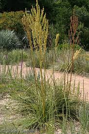 Image result for Nicolasia nitens