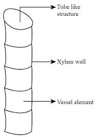 Diagram of a plant cell. Learn About Xylem Plant Chegg Com