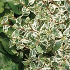Silver anniversary is a compact sport of a. Abelia X Grandiflora Silver Anniversary Abelia From Garden Center Marketing