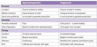 Gametogenesis Bioninja