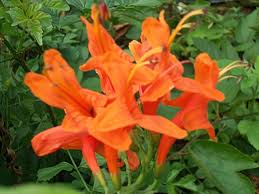 Image result for Justicia capensis