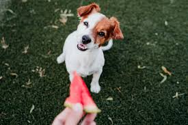 Yes, it consists of a lot of nutrients and vitamins that are. Can Dogs Eat Watermelon How To Enjoy This Sweet Treat Safely Daily Paws