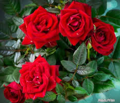 Rose flower bloom blossom flowers flora petals pink floral roses. Flowers Roses Home Facebook