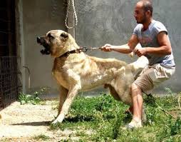 Pin On K 9