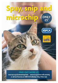 Should i neuter/spay my indoor cat? Neutering