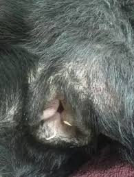 They look like rice they are like off white color. What Do Tapeworms Look Like In Cats Quora
