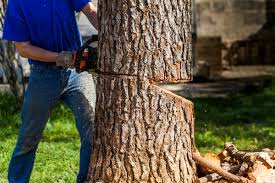 Mal eben einen kleinen baum fällen? Anleitung Zum Baum Fallen Meinhausshop Magazin