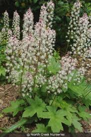 Image result for Ficalhoa laurifolia