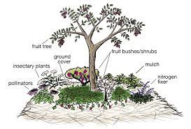 It has become the custom for people to go to a nursery to get young sapling fruit trees, but that can be very costly while propagating from cuttings is inexpensive, exciting, and entirely doable. Permguildclr Food Forest Garden Fruit Trees Trees To Plant
