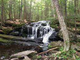 The 1 Mile Tucker Brook Loop Trail In New Hampshire Takes You Through A Beautiful Wooded Landscape New Hampshire Forest Landscape Landscape