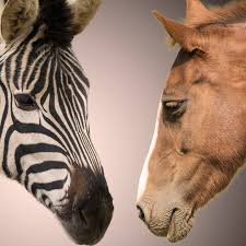 Image result for zebra