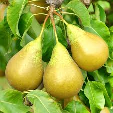 The second year, it produced three pears. Conference Pear Eating Pear Tree Free Delivery