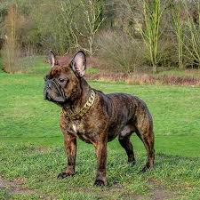 Ice your pup out in this custom cuban link chain. Regal Dog On Twitter Our Frenchie Sporting The 25mm Gold Chain Collar Regaldog Frenchiefan Frenchbulldogworld Frenchiesofessex Essex Frenchiegram Frenchiestyle Frenchiephotos Frenchiemagazine Frenchiefriends Golddogcollar Regaldogstyle