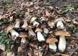 Filtrare l'acqua di ammollo con un colino a maglie strette. Grandi Nascite Di Funghi Porcini Ma Troppi Funghi Nel Cesto Le Piogge Cadute In Italia Funghimagazine It