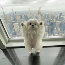 Dog Dogsofinstagram Dogs Puppy Dogstagram Instadog Pet Love Doglover Dogoftheday Cute Pets Insta In 2020 Cute Baby Animals Cute Funny Animals Cute Animals