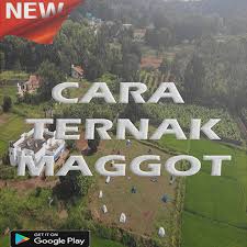 Dibudidaayakan oleh peternak ikan dan. Budi Daya Maggot Bsf Modern Tanpa Bau Apps On Google Play