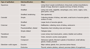 The mesothelium is a simple squamous epithelium that forms the surface layer of the serous membrane that lines body cavities and internal organs. Epithelial Tissues Basicmedical Key
