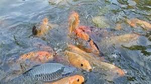 Sebelum memasukkan ikan koi ke dalam kolam ikan, lakukan dulu langkah untuk melakukan karantina ikan. 5 Cara Budidaya Ikan Dalam Kolam Terpal Untuk Pemula Ilmubudidaya Com