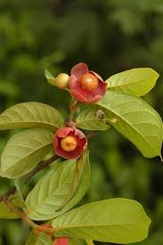 Image result for Uvaria afra