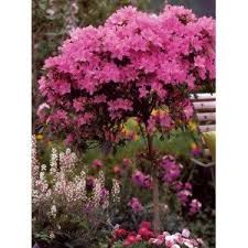 Dekorative blätter, silberne behaarung und zahllose lila blüten, die ausgesprochen gerne von blüten blau bis lila, bilden eine beere, die in einem papierähnlichen laternchen eingeschlossen ist. Rhododendron Stamm Lila Bluhend 1 Pflanze Amazon De Garten Pflanzen Garten Blumen