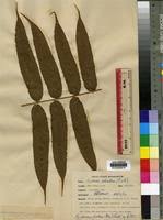 Image result for Pneumatopteris unita