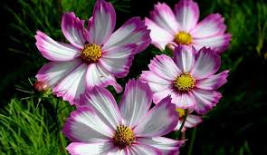 Schnittblumen 56 Pflanzen Schnittblumen Blumen