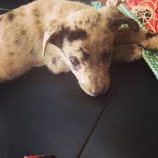 Miss Reba Hanging Tree Cowdog I Love Dogs I Love Dogs Cute Animals Puppies