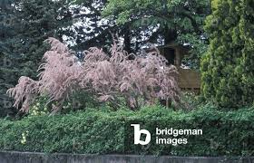 Image result for Tamarix pentandra