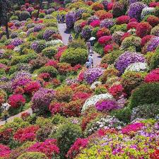 Cvetenie Azalii Ome Siti Tokio Yaponiya Yaponiya Nastolko Raznoobraznaya Strana Chto Dela Beautiful Gardens Azaleas Garden Beautiful Flowers Garden