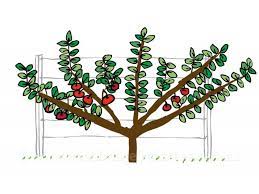 Espalier fruit trees are planted when they are young saplings, usually about a year to two years old. Fan Espalier Woodbridge Fruit Trees